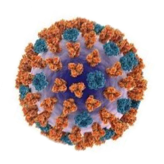 Influenza virus